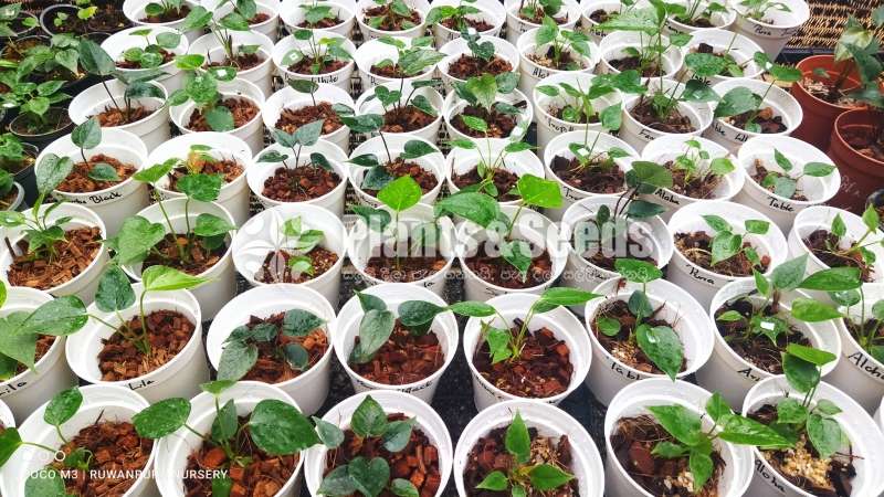 Netherlands tissue anthurium 