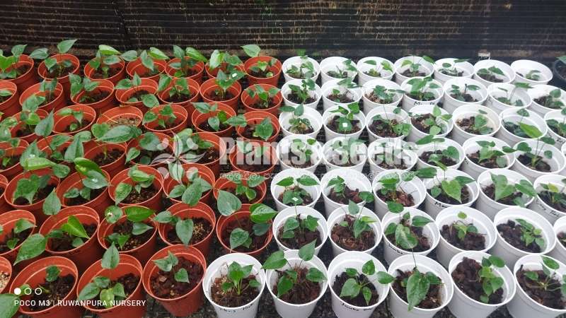 Netherlands tissue anthurium 