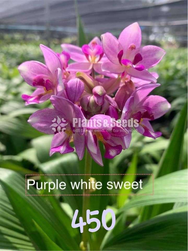 Ground Orchids (ග්‍රවුන්ඩ් ඔර්කිඩ් )
