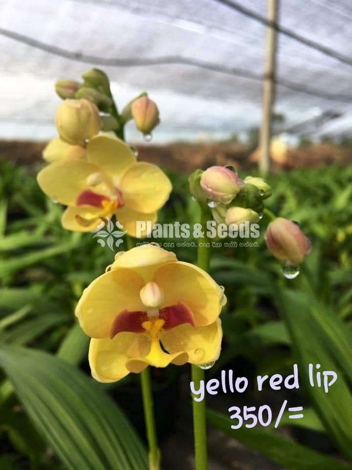 Ground Orchids (ග්‍රවුන්ඩ් ඔර්කිඩ් )