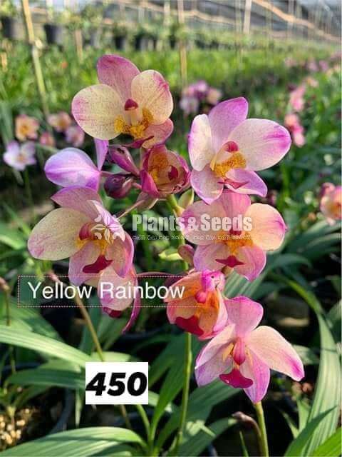 Ground Orchids (ග්‍රවුන්ඩ් ඔර්කිඩ් )