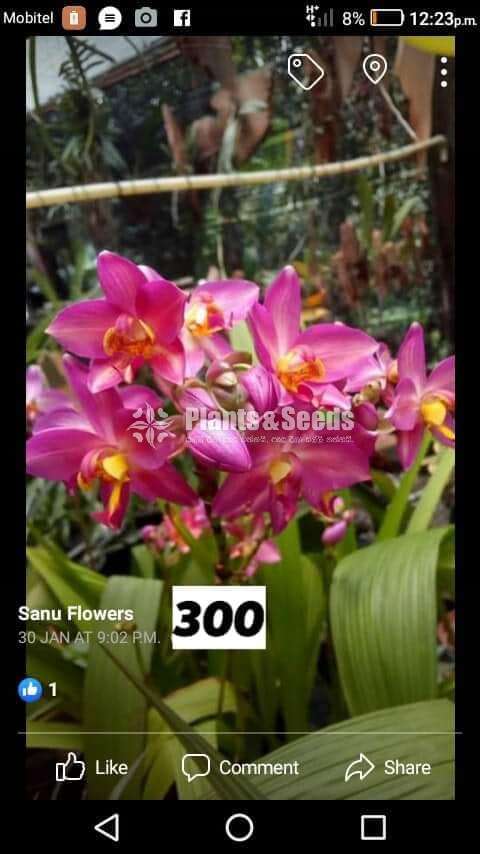Ground Orchids (ග්‍රවුන්ඩ් ඔර්කිඩ් )
