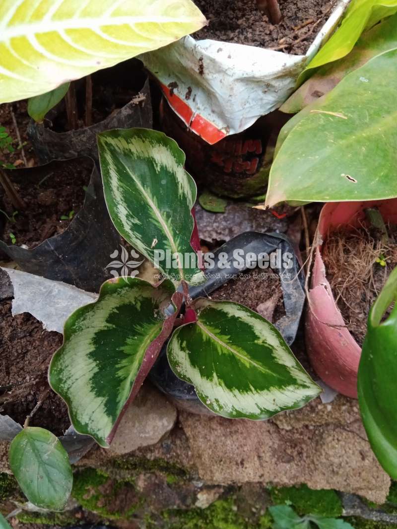 Flowers පැකේජයක් 