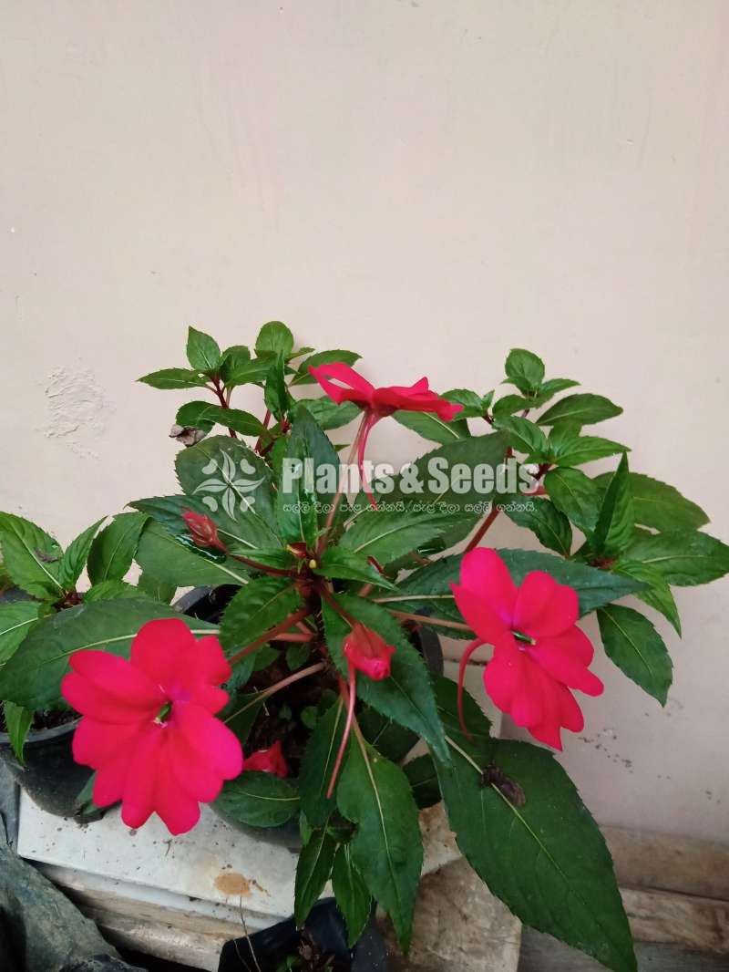 Flowers පැකේජයක් 