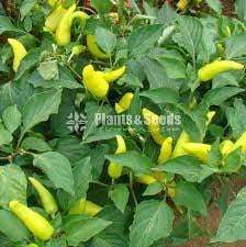  Vegitable seeds (වර්ග 20 එලවලු බීජ)