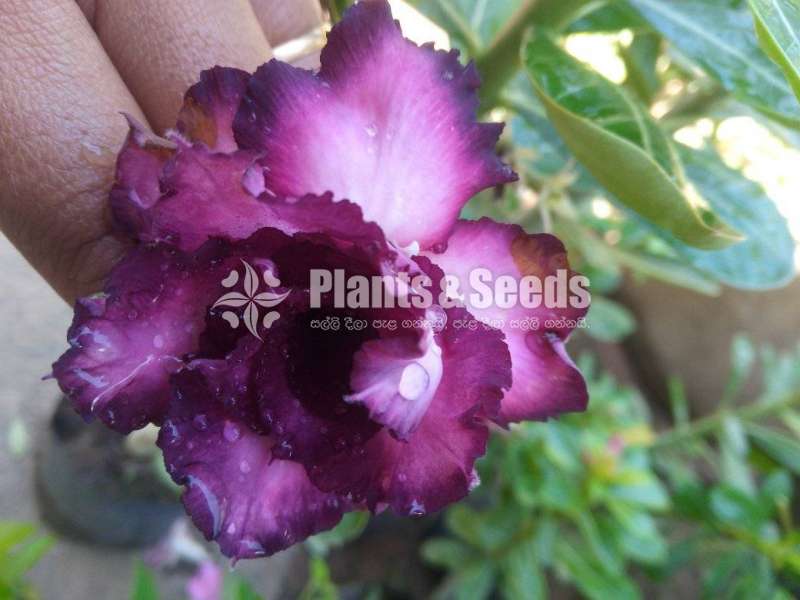 Adenium (ජපන් අරලිය )
