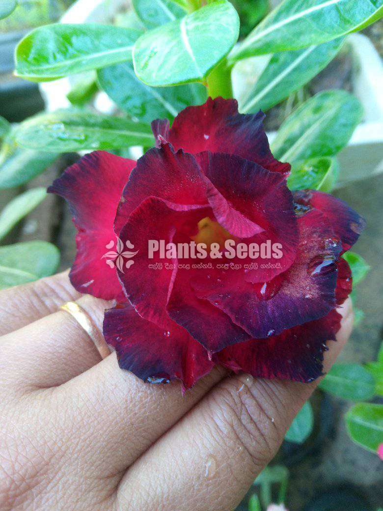 Adenium (ජපන් අරලිය )