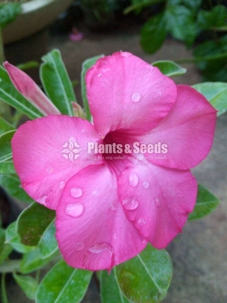 Adenium (ජපන් අරලිය )
