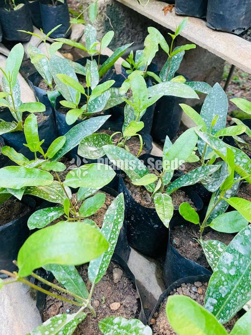 Mandevilla