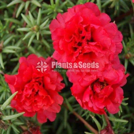 Japan rose (moss rose)