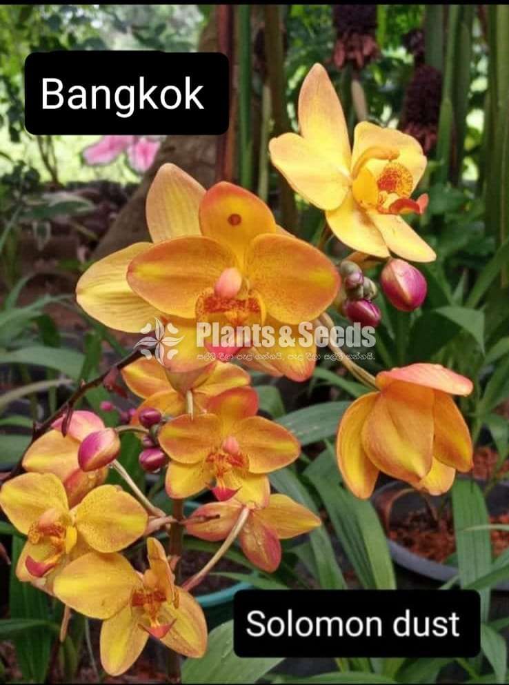 Ground Orchids (ග්‍රවුන්ඩ් ඔර්කිඩ් )