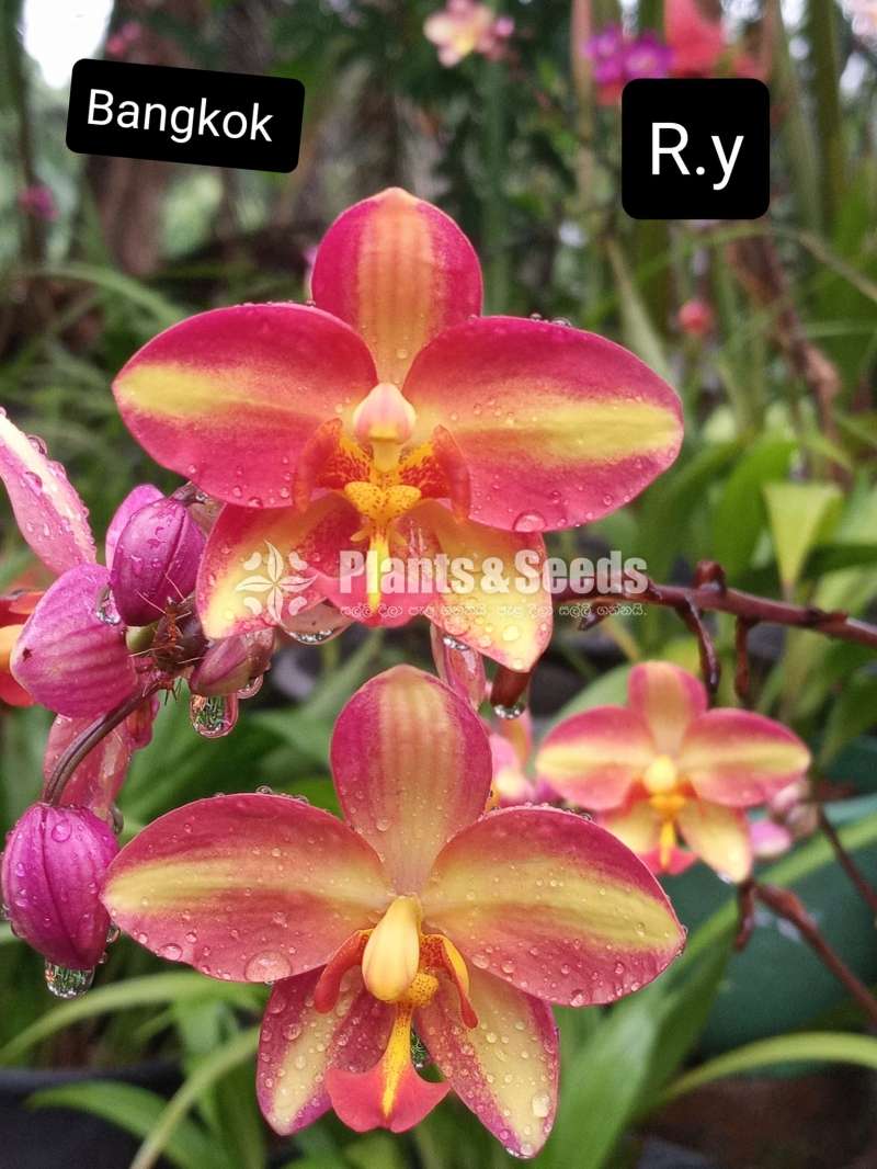 Ground Orchids (ග්‍රවුන්ඩ් ඔර්කිඩ් )