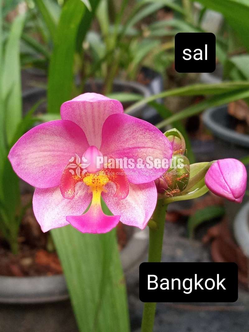 Ground Orchids (ග්‍රවුන්ඩ් ඔර්කිඩ් )