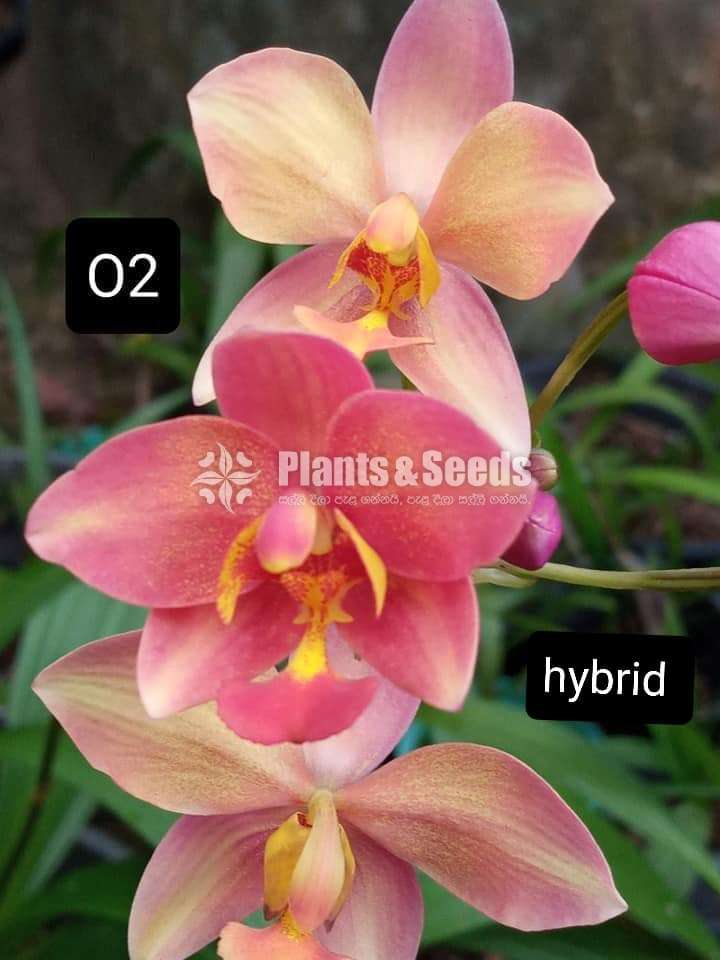Ground Orchids (ග්‍රවුන්ඩ් ඔර්කිඩ් )