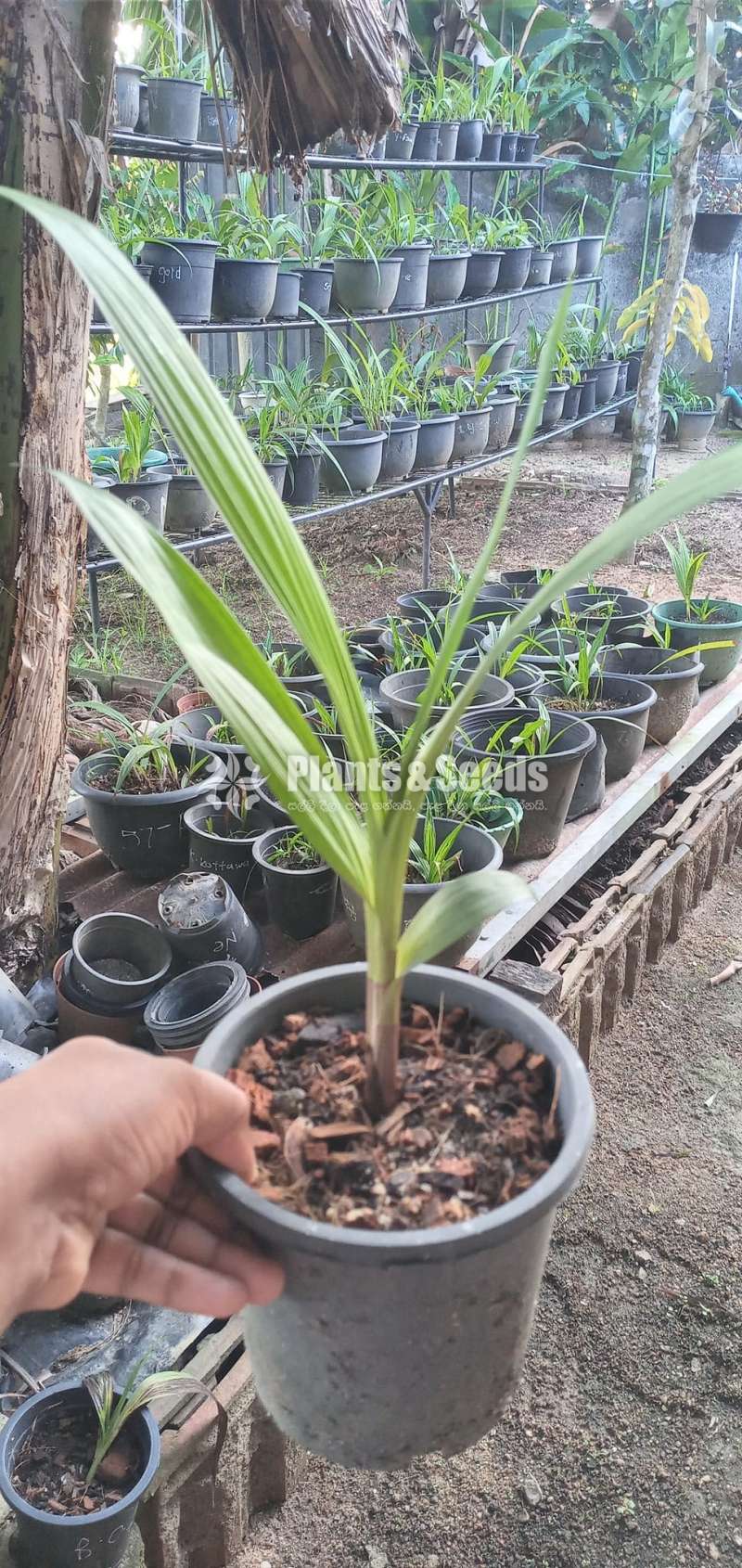 Ground Orchids (ග්‍රවුන්ඩ් ඔර්කිඩ් )