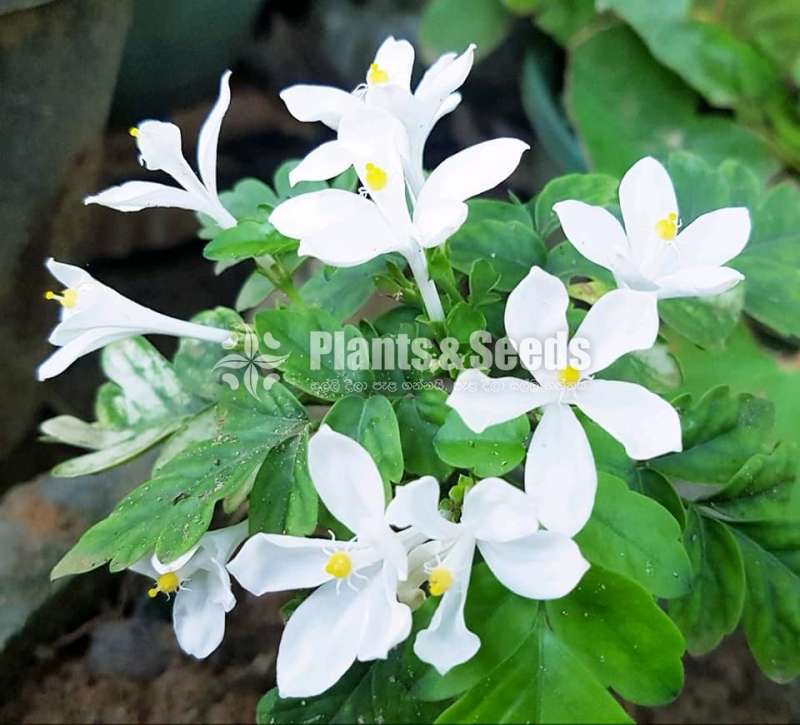 Munronia pinnata (බිං කොහොඹ)