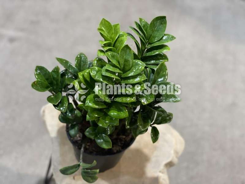 Zenzi lucky plant