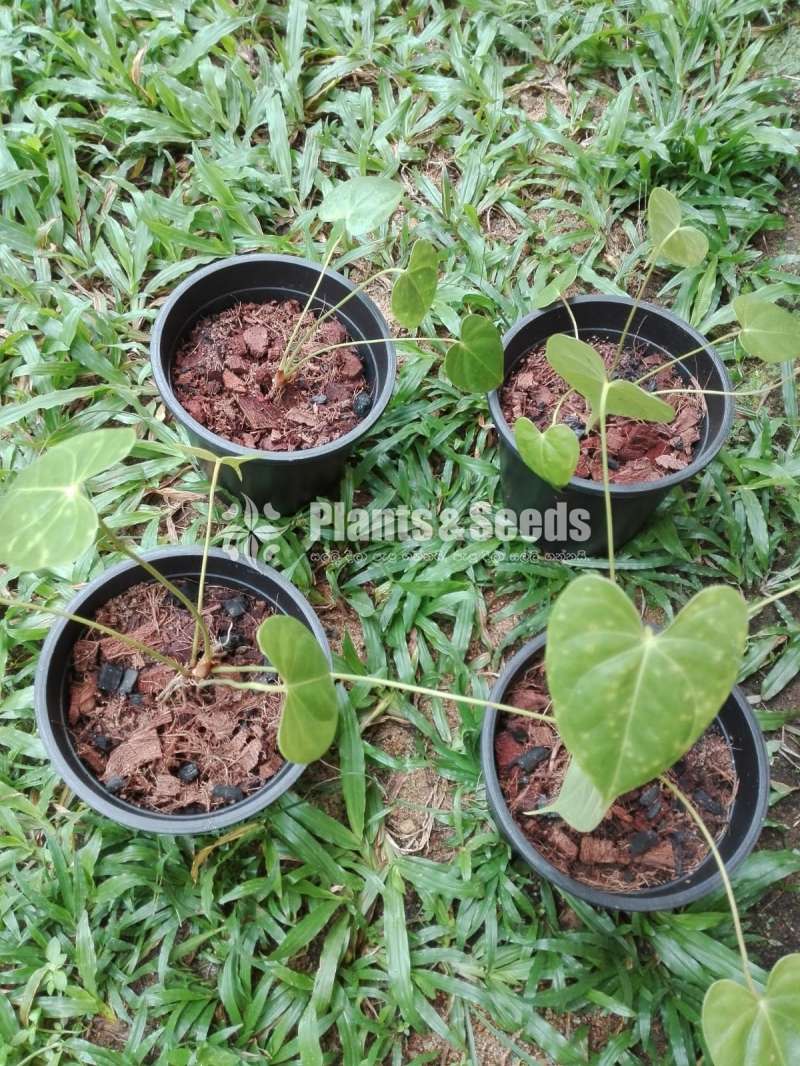 Anthrium (Bi color and Kandila,Local)