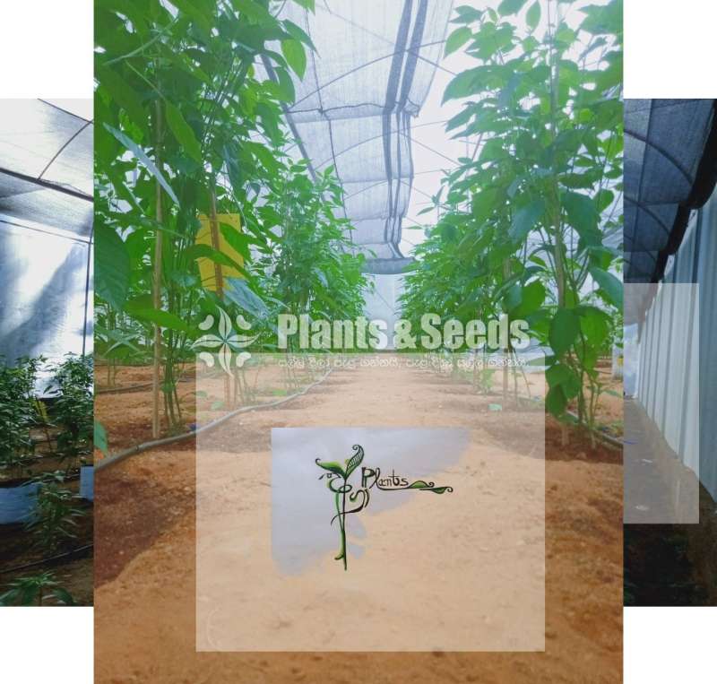 MICH HY1 Seeds (මිරිස් බීජ)