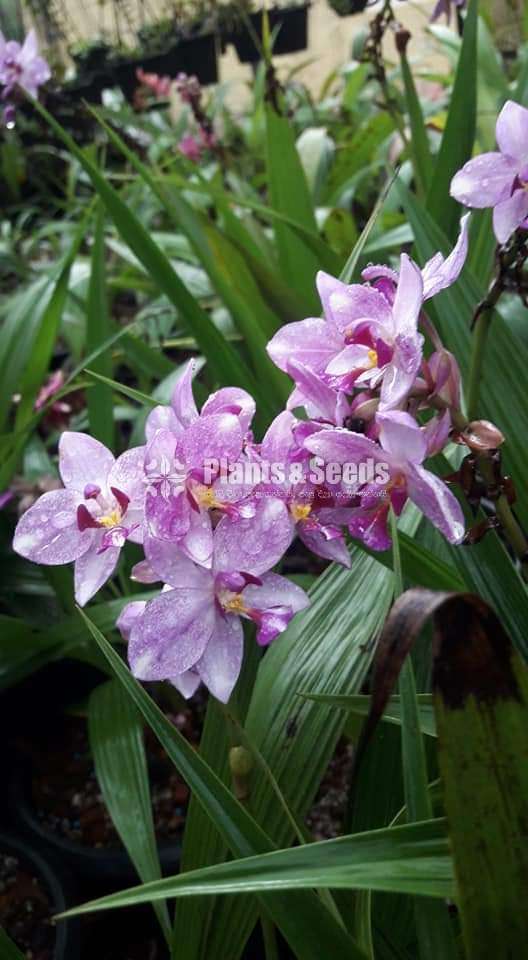 Ground Orchids (ග්‍රවුන්ඩ් ඔර්කිඩ් )