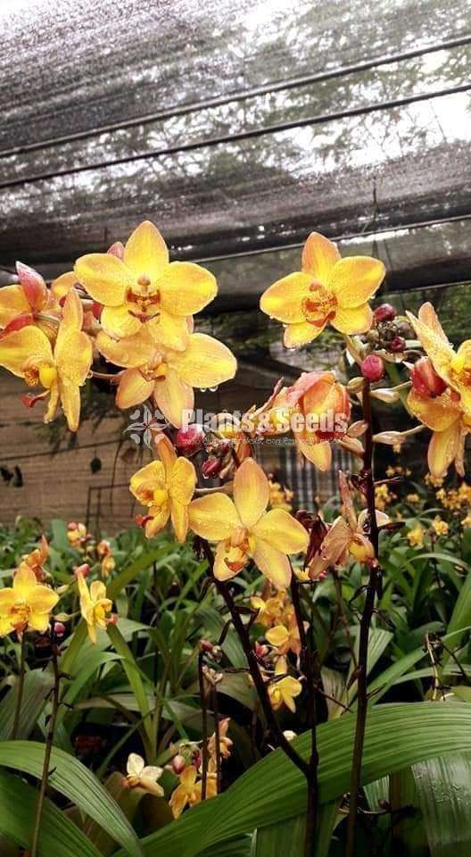 Ground Orchids (ග්‍රවුන්ඩ් ඔර්කිඩ් )