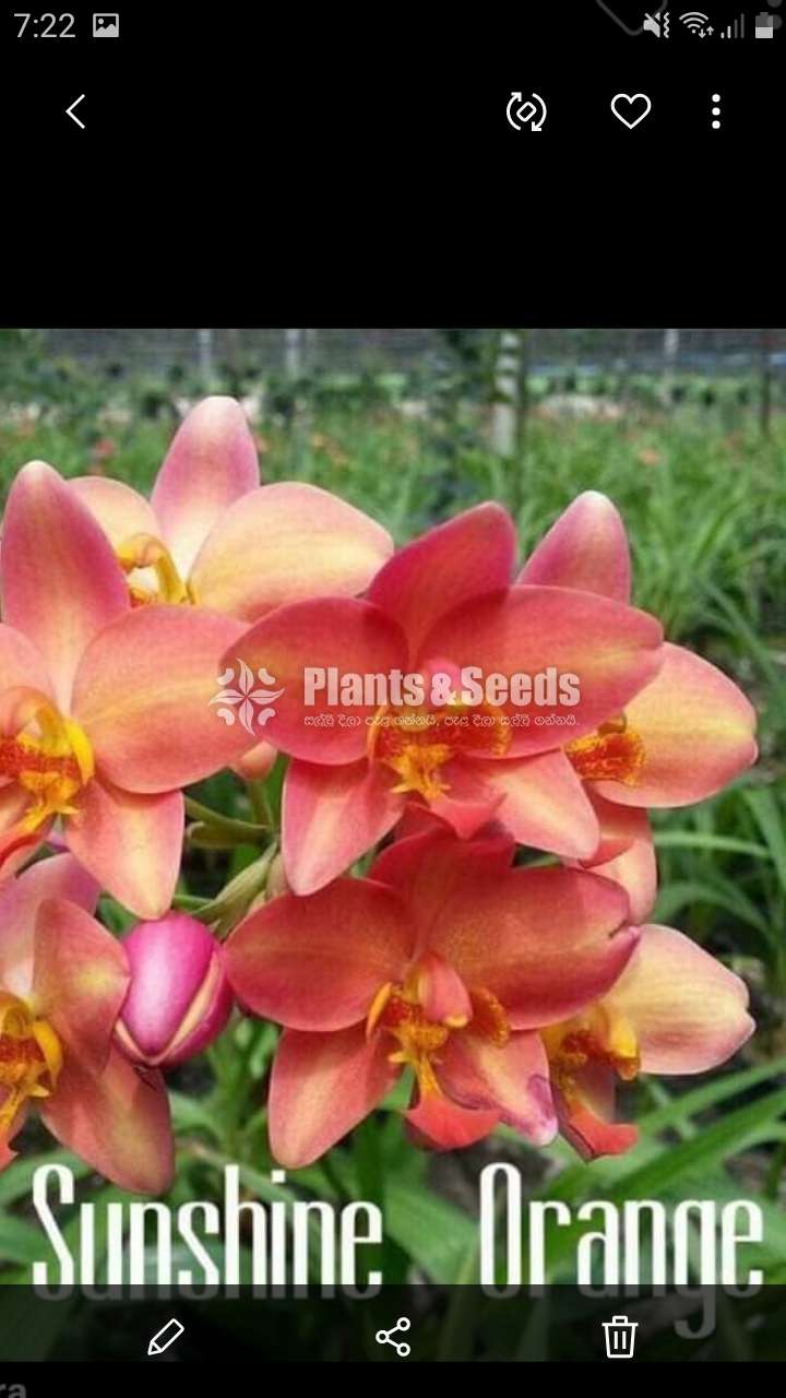 Ground Orchids (ග්‍රවුන්ඩ් ඔර්කිඩ් )