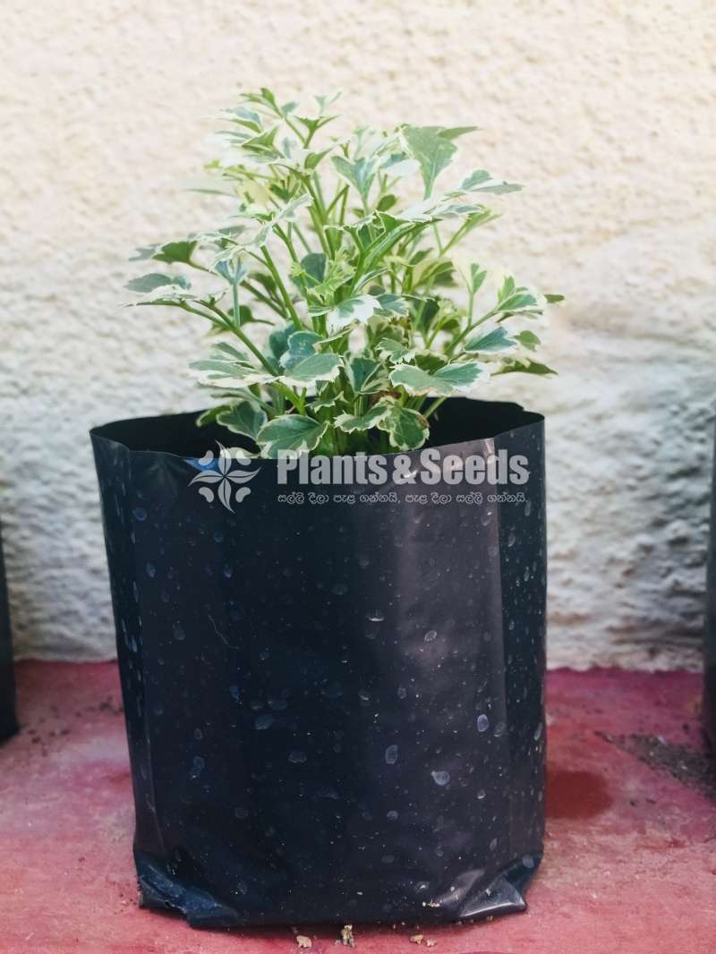 විසිතුරු මල් පැල (Ornamental)