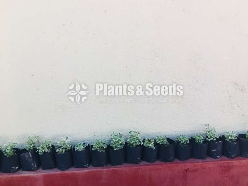 විසිතුරු මල් පැල (Ornamental)