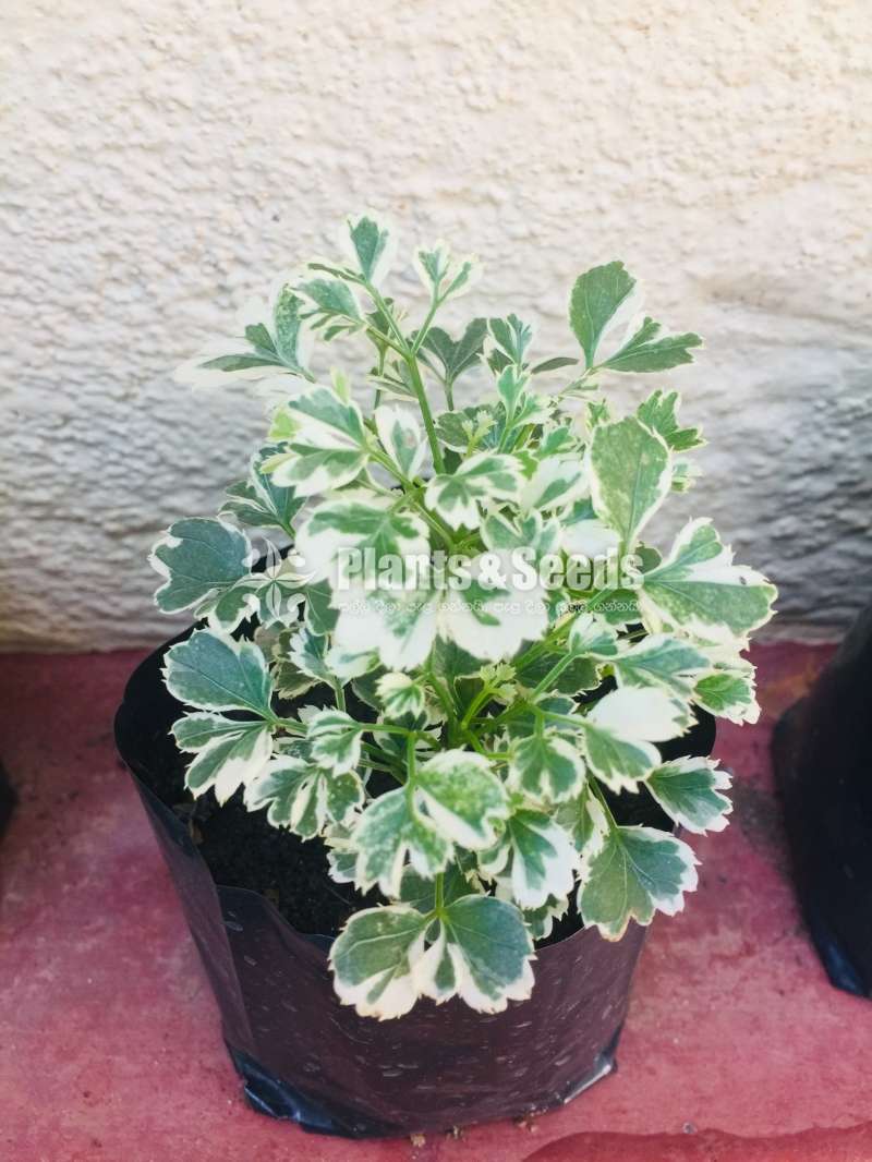 විසිතුරු මල් පැල (Ornamental)