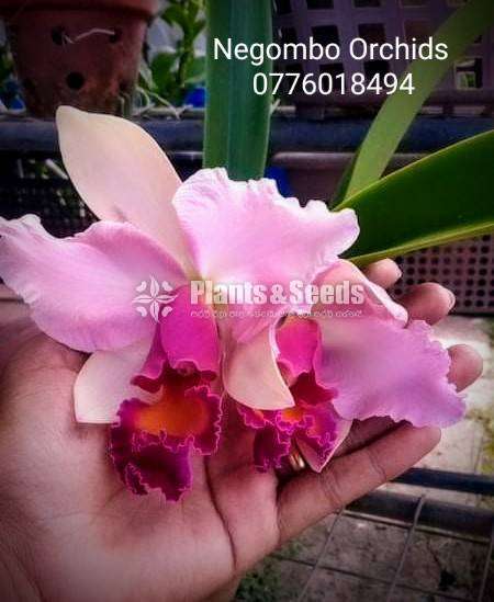 Cattleya orchids (කැට්ලියා )