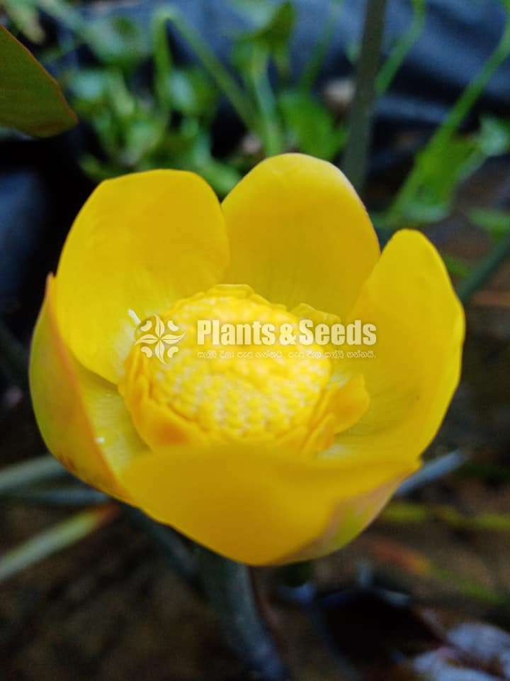 Yellow Lilly (කහ ලිලී )
