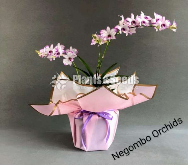 Gift Plants -Orchid