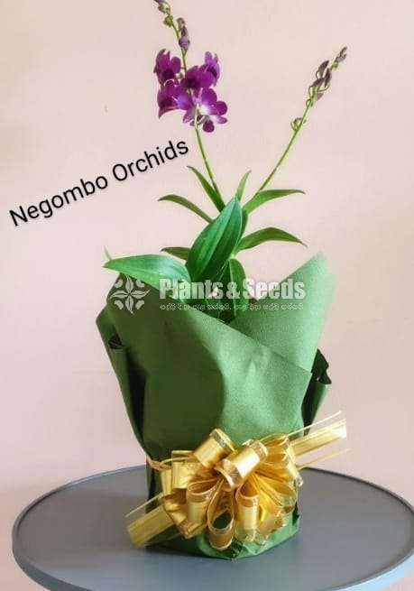Gift Plants -Orchid