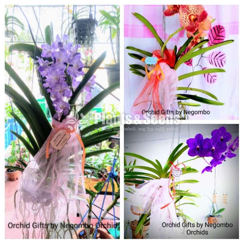 Gift Plants -Orchid