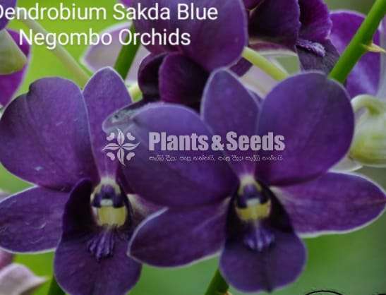 Dendrobium (ඩෙන්ඩ්‍රෝබියම් පැල)
