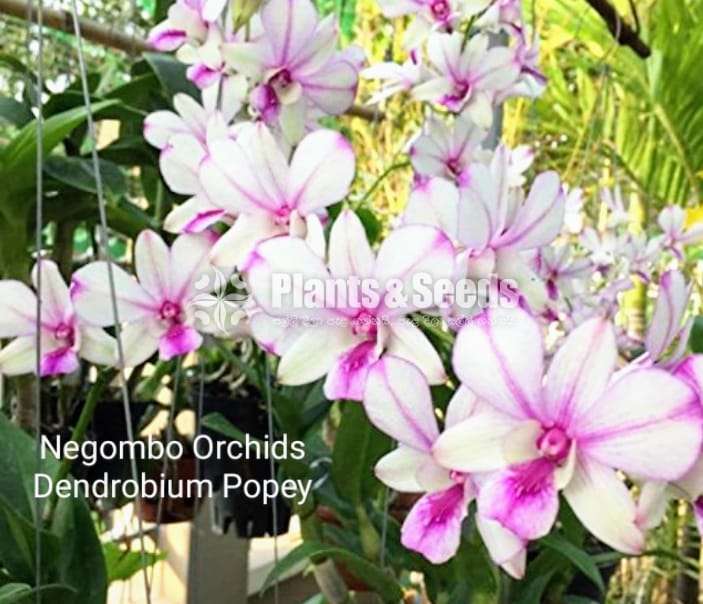 Dendrobium (ඩෙන්ඩ්‍රෝබියම් පැල)