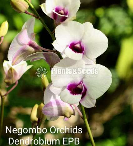 Dendrobium (ඩෙන්ඩ්‍රෝබියම් පැල)