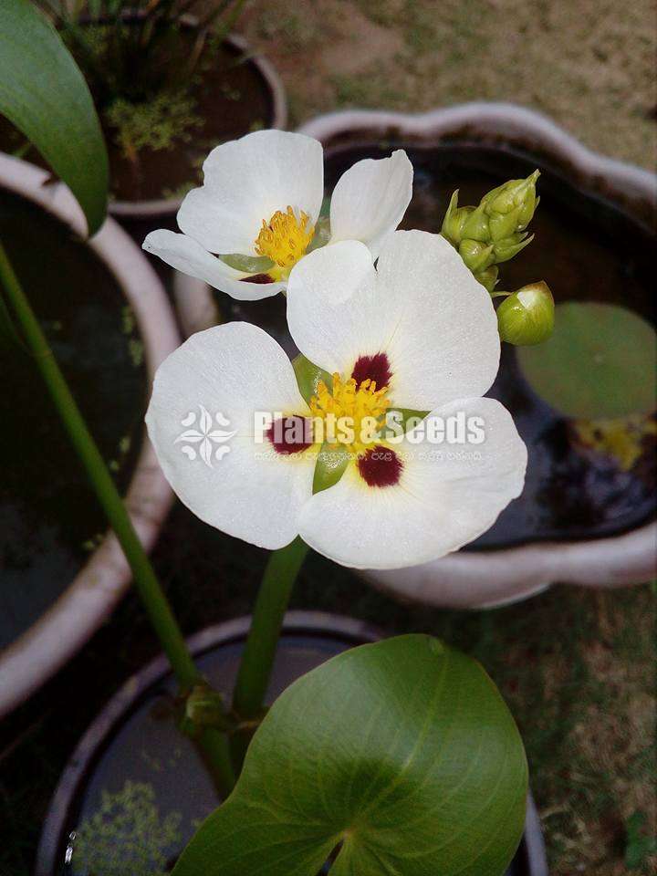 Water Plants (ජලජ ශාක )