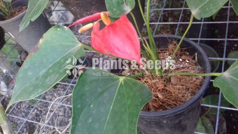 Bankok seed anthurium