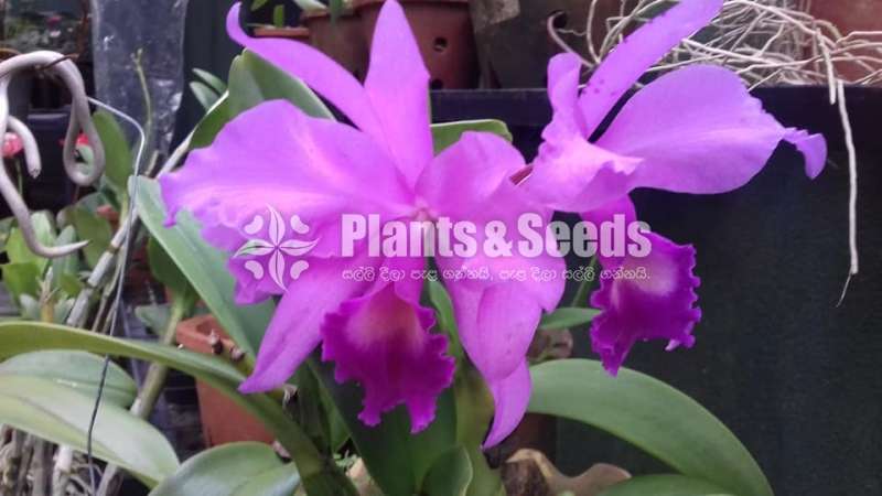 Dendrobium orchid package
