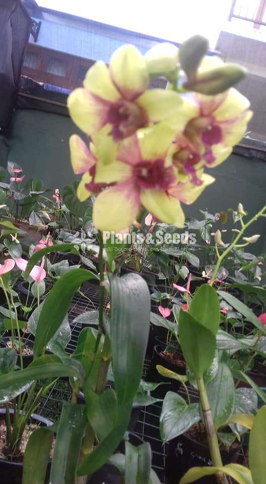 Dendrobium orchid package