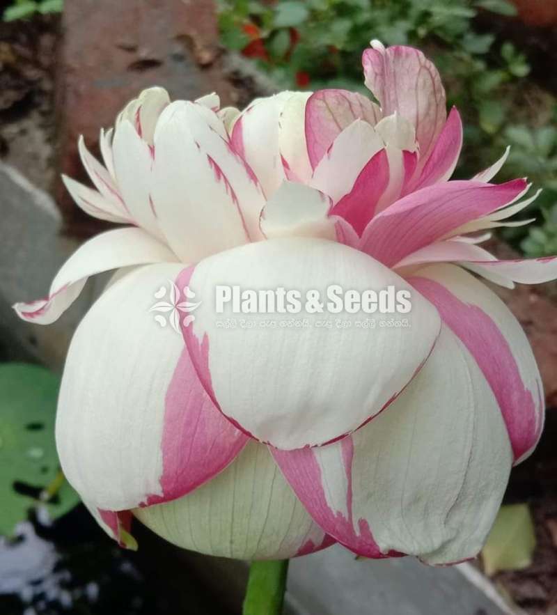 Versicolour Lotus - Water plant