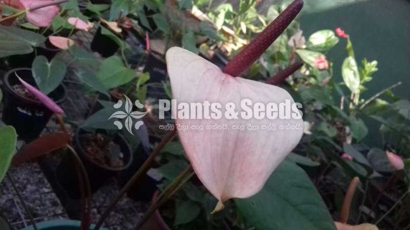 Lady jane ( Rapido Anthurium)