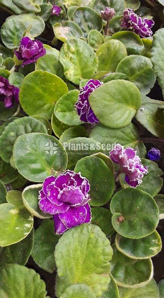 African violet (ඇෆ්රිකන්  වයලට් )