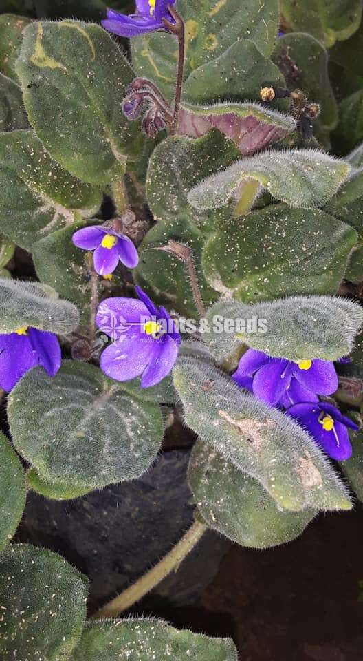 African violet (ඇෆ්රිකන්  වයලට් )