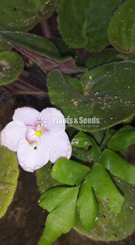 African violet (ඇෆ්රිකන්  වයලට් )