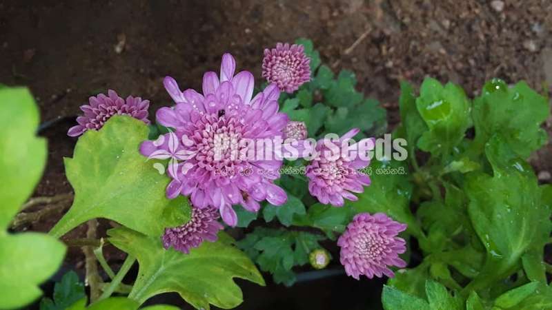 Kapuru (කපුරැ) Chrysanthemum