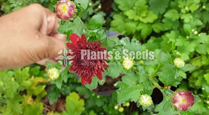 Kapuru (කපුරැ) Chrysanthemum
