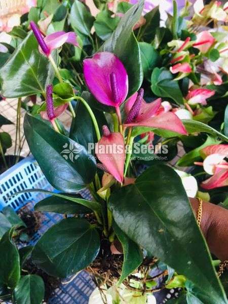 Anthurium