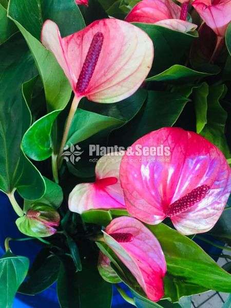 Anthurium
